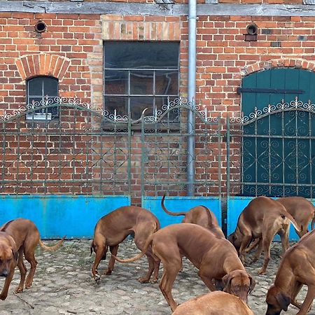 Bauernhof-Streichel-Zoo-Kombi-Familien-Suite-Im-Wald-Am-See Gulow エクステリア 写真