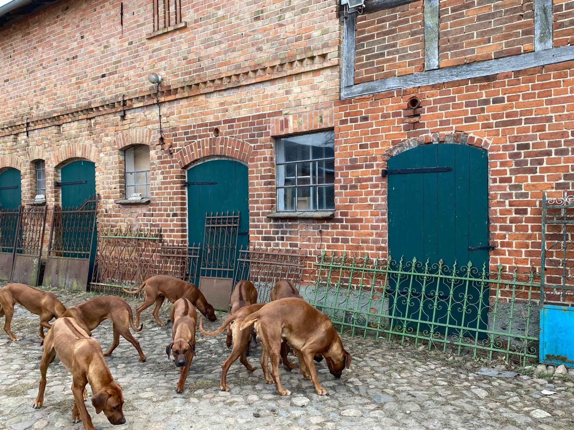 Bauernhof-Streichel-Zoo-Kombi-Familien-Suite-Im-Wald-Am-See Gulow エクステリア 写真