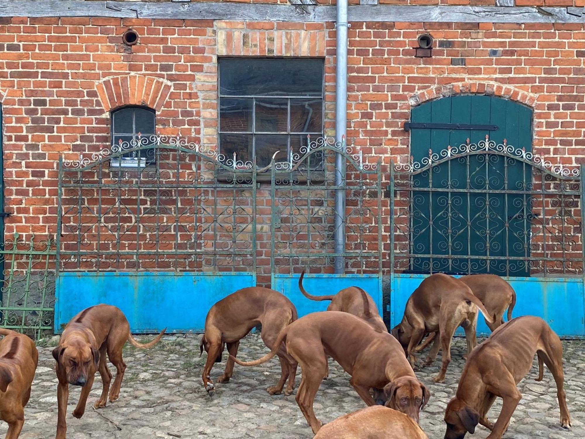 Bauernhof-Streichel-Zoo-Kombi-Familien-Suite-Im-Wald-Am-See Gulow エクステリア 写真